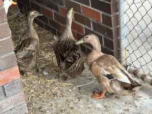 3 mallard ducks for sale 