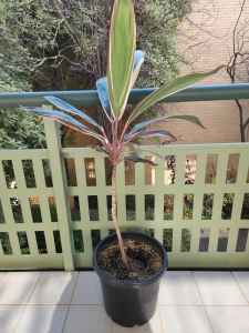 Healthy plant for sale 