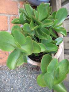 Healthy Growing Big Succulent in big clay pot