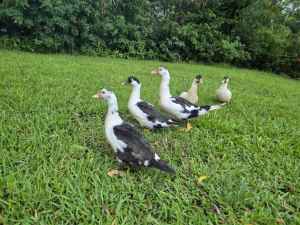 Muscovy ducks for sale