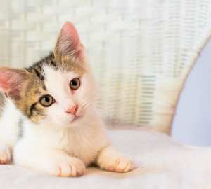 Moo moo rescue kitten NK6376 vetwork included