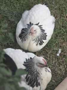 Pair of Sussex and Silkies for Sale