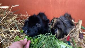 2 Beautiful Male Guinea Pigs