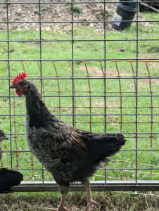 Free range, 1 young rooster left.