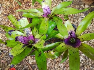 Bromeliad Neoregelia plant purple centre, black flecks, potted
