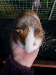 2 male baby guinea pigs