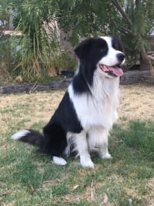Purebred Border Collie long haired pups