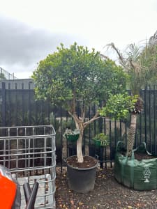 Mature Ficus Hillii in 100L Pot