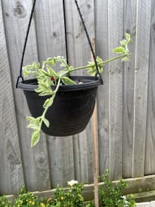 Pretty Plant / Ground Cover or Hanging Basket Plant / Mount Martha
