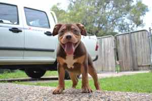 American Bully Male Puppy Standard to XL
