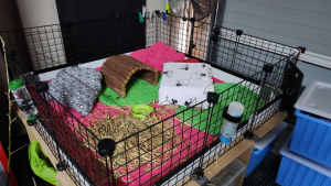 C&C grid cage set up for guinea pigs rabbits with ramps accessories 