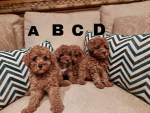 2 Female and 2 Male Red Toy Poodle for Sale