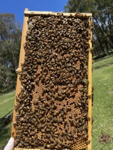European/ Italian beehives.