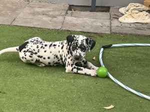 Dalmatian puppies, ready for new homes