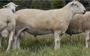 Sheep, Full shedding Wiltipoll Rams, Ewes For Sale