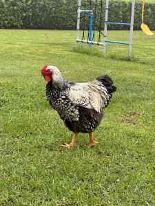 EOI- Silver Laced Wyandotte Rooster