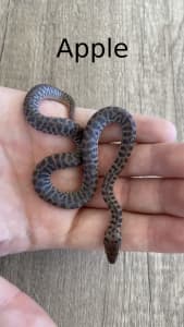Children’s Python hatchlings, Possible Het marble and T 