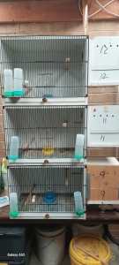 Budgie breeding cages