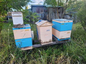 Bee hives well established