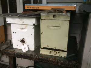 Healthy bee hives