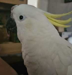 Beautiful Cockatoo