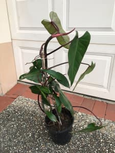Philodendron Imperial Red, climbing. Need Gone.