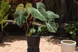 philodendron gloriosums large