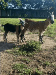 Mini Goats