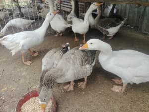 Friendly female and male geese available 