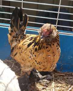 3 x Belgian DUccle Bantam pullets young hens 5months old