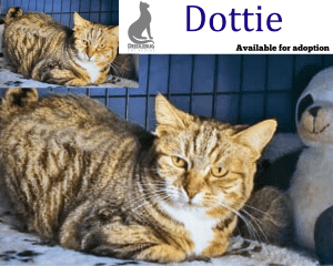 Dottie - Looking for a forever family! Deedlebug Cat Rescue