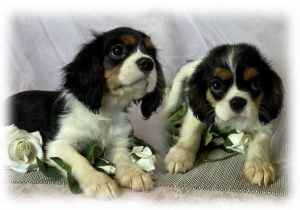 Gorgeous King Charles Cavalier Puppies for sale