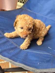 Pure Bred Toy Poodles Puppies