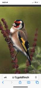 Gold Finchs goldfinch