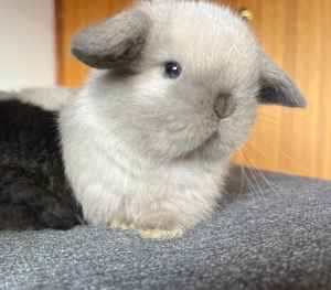 pet rabbits for sale melbourne