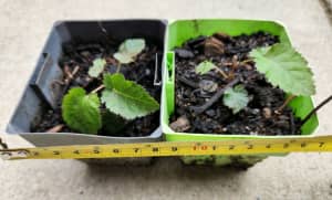 Thornless blackberry plant ( x 2 seedlings)