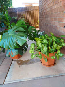 Plant. Monstera delicosia. Multi planted in pot.