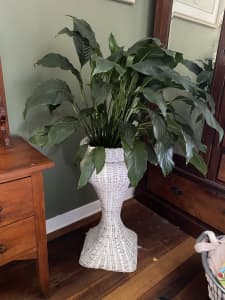 Giant peace lily $40 and a tall cane plant stand $60 