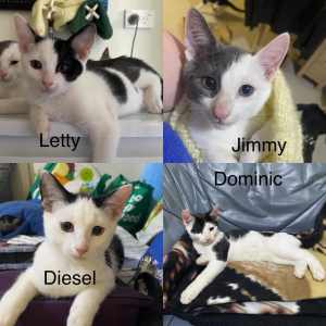 Dom, Letty, Diesel & Jim - Perth Animal Rescue Inc vet work cat/kitten