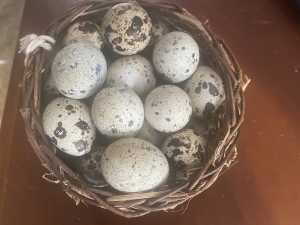 Fertilised / Fertilized Jumbo Japanese (Coturnix) quail eggs