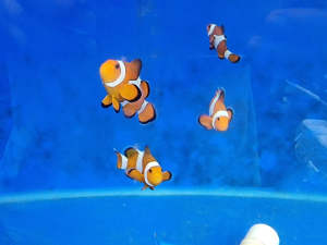 wild clownfish Marine fish