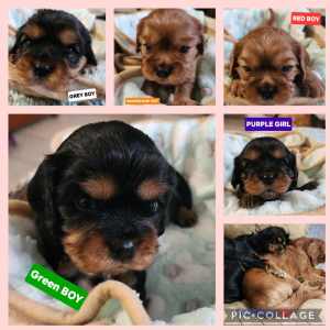 King Charles Cavalier Puppies