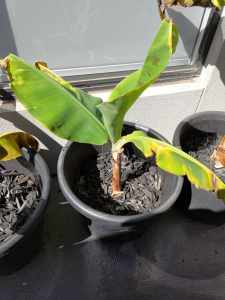 Cavendish banana dwarf variety in 40 cm plastic pot