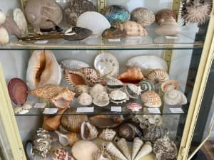Wanted: $$$WANTED TO BUY: OLD SEASHELL COLLECTION!! TOP DOLLAR PAYED!!$$$