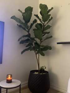 Wanted: Fiddle Tree Plant