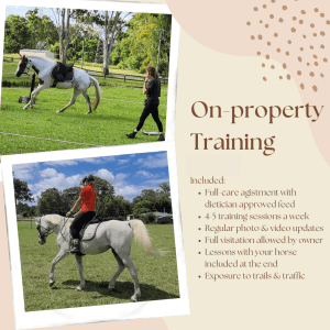 On-Property Training Available with an Equine Behaviourist