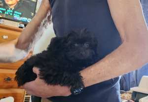 Toy Poodle / Long haired chihuahua 