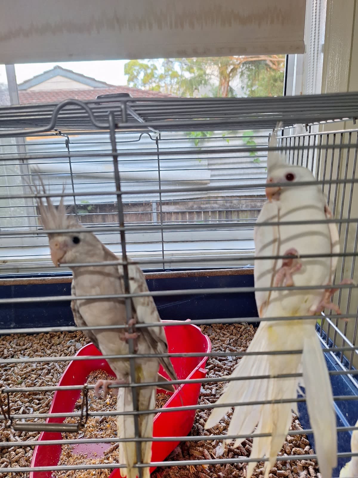 Cockatiel clearance cage gumtree