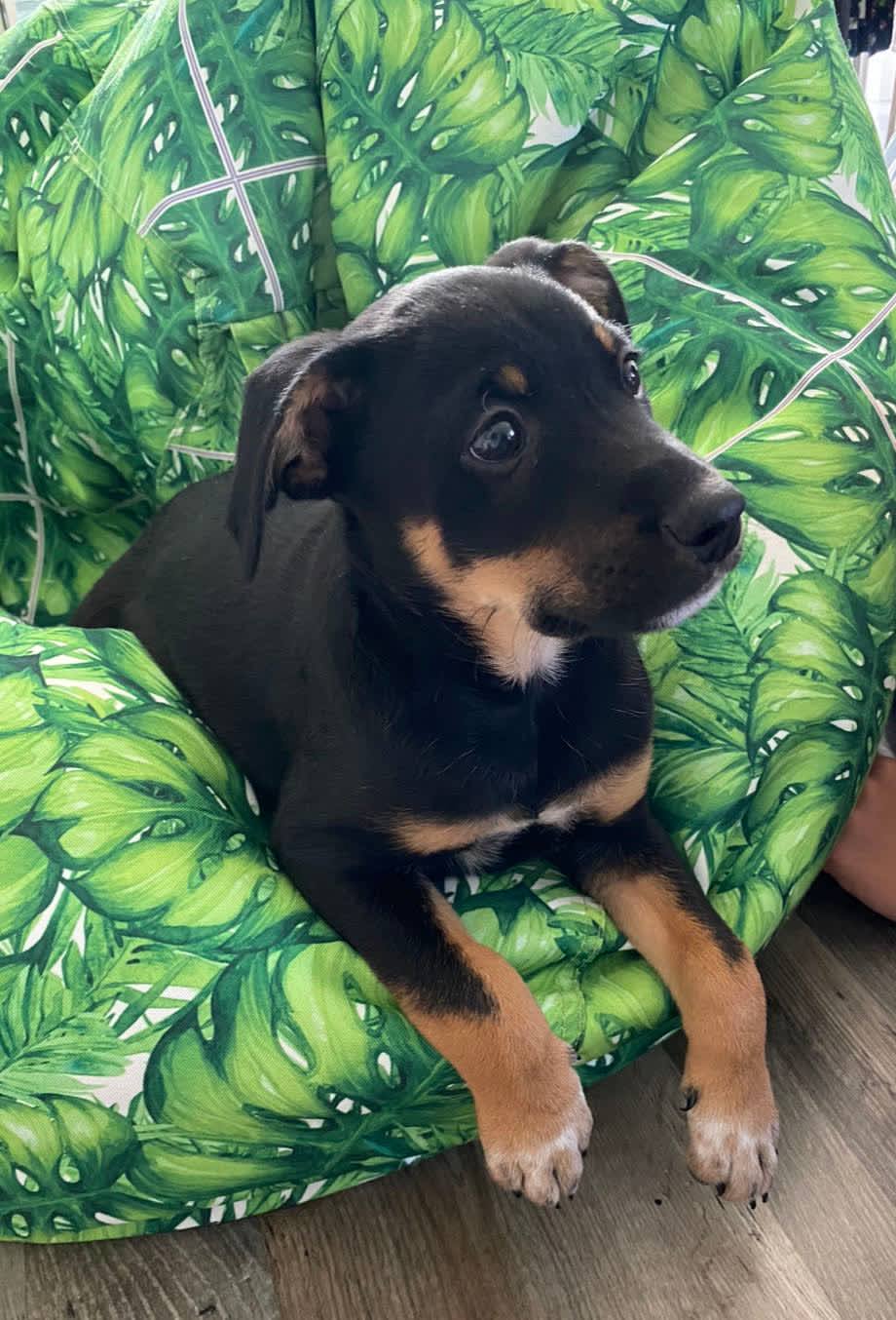 Can A Dog Get Shots Twice