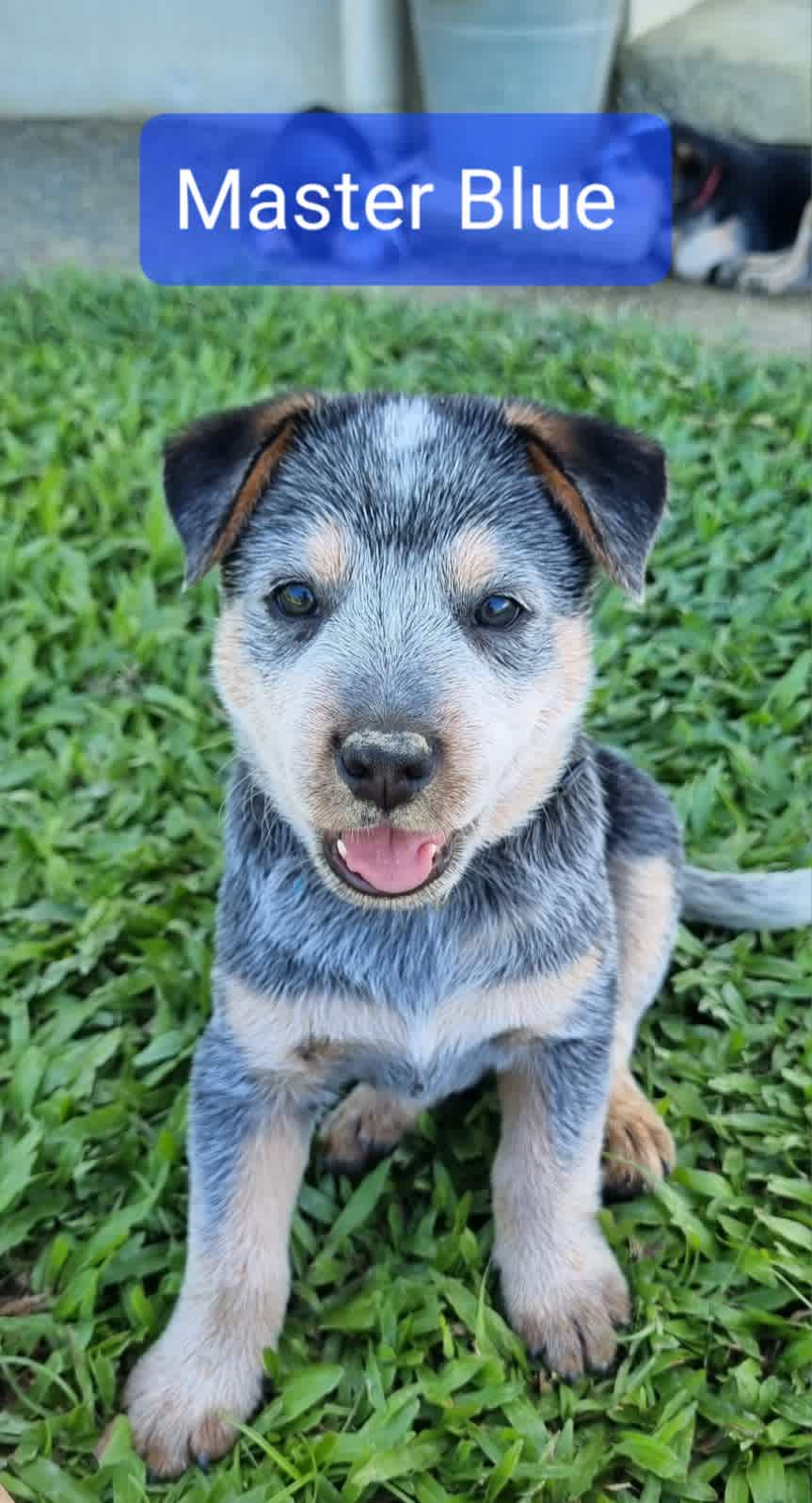 Cattle dog hot sale gumtree